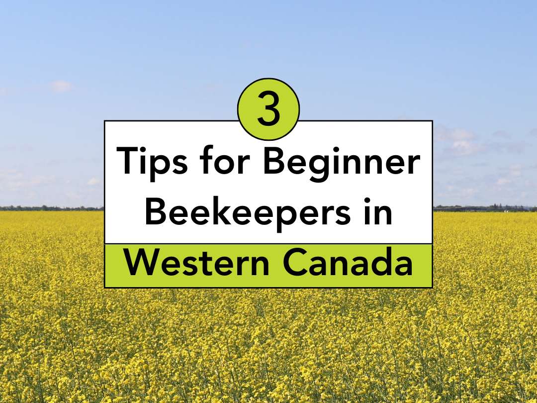 Graphic with text '3 Tips for Beginner Beekeepers in Western Canada' over a background of a bright yellow canola field under a clear blue sky.