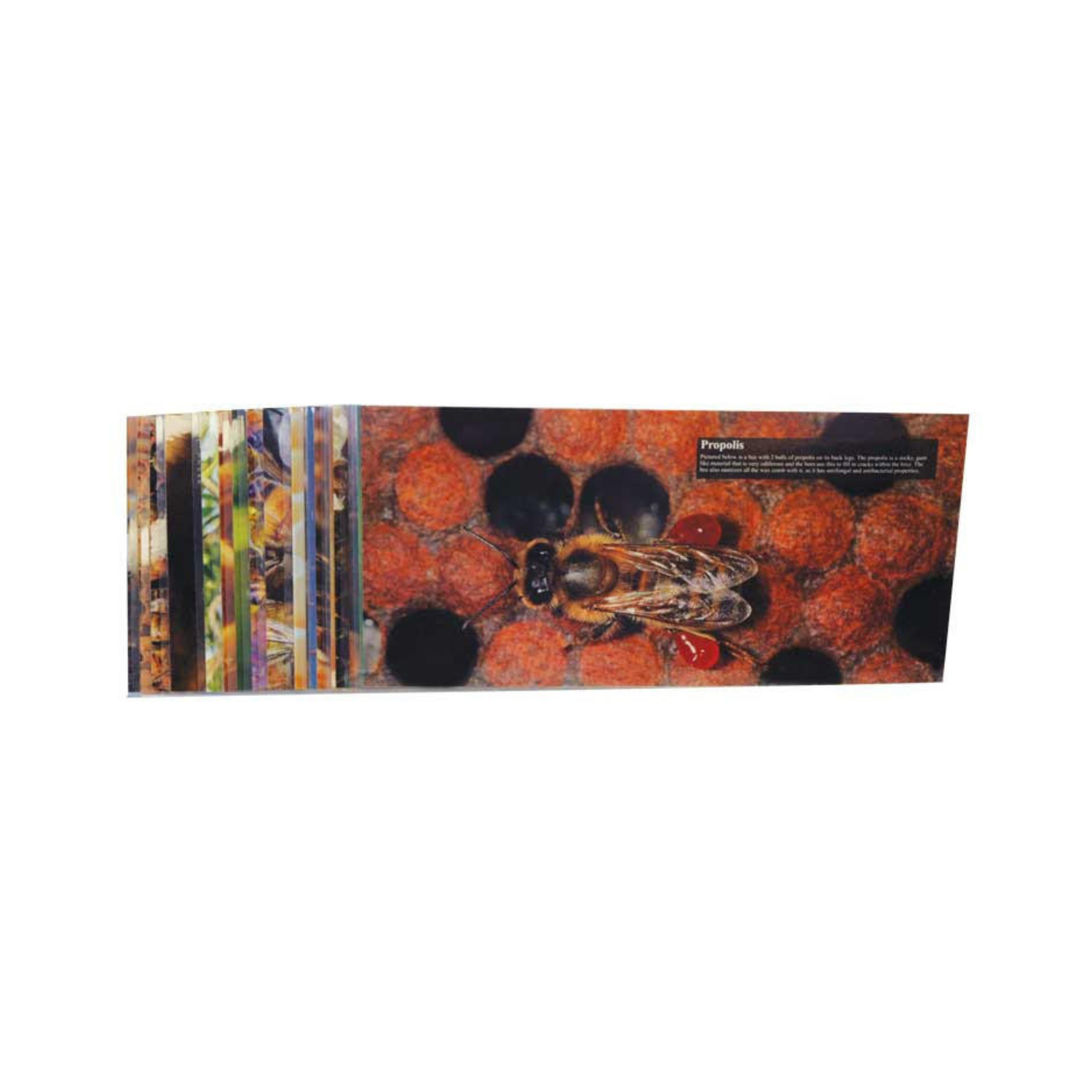 Stack of glossy bookmarks featuring close-up photographs of honeybees on honeycomb cells, with rich orange and brown tones and informational text about propolis on the front bookmark.