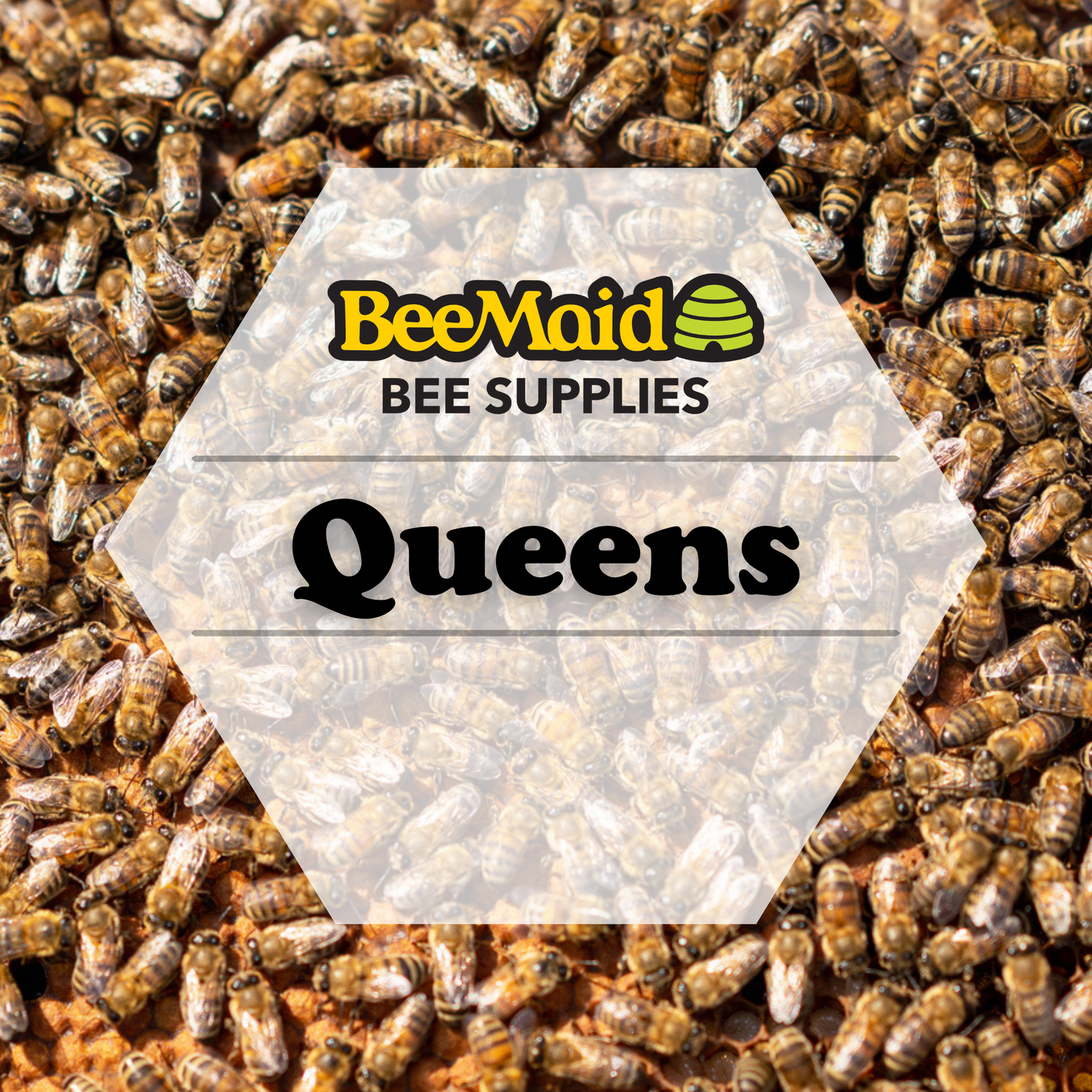 BeeMaid Bee Supplies logo with 'Queens' text over a background of bees.