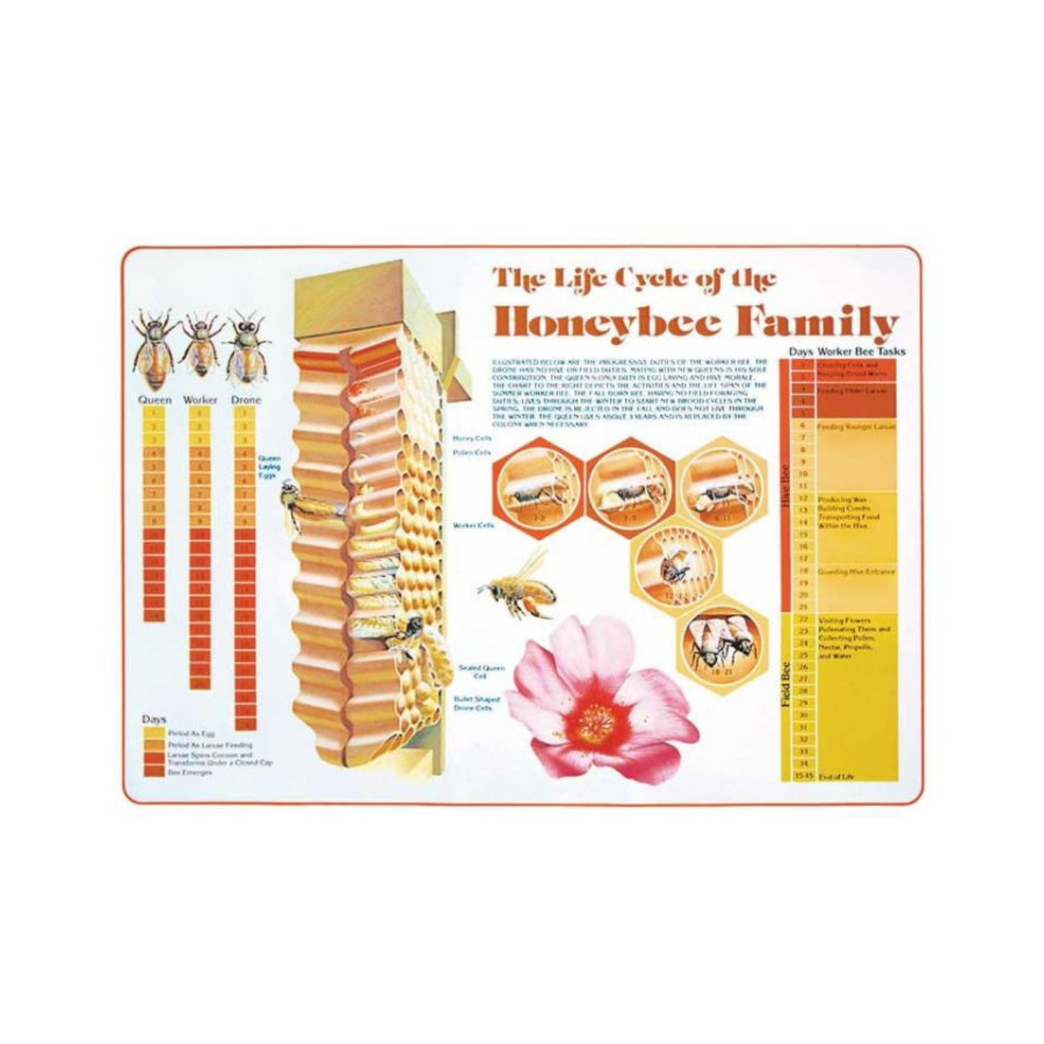 Educational poster titled “The Life Cycle of the Honeybee Family,” showing diagrams of a honeycomb with queen, worker, and drone bees, developmental stages in cells, worker bee tasks by age, and labeled illustrations explaining the honeybee life cycle.