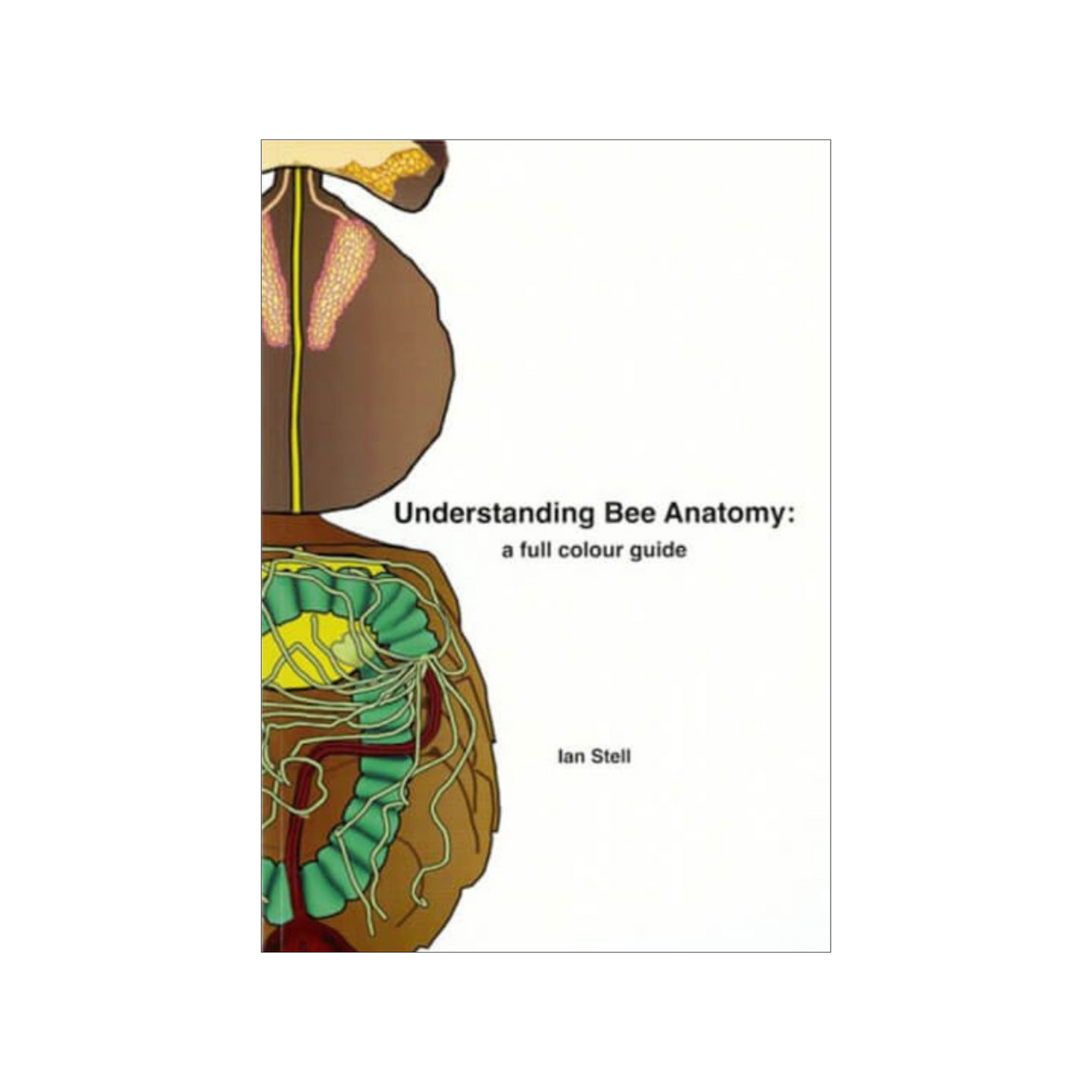 Understanding Bee Anatomy