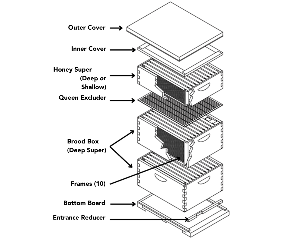 A graphic of a beehive setup with labeling to show the components and their names on a white background