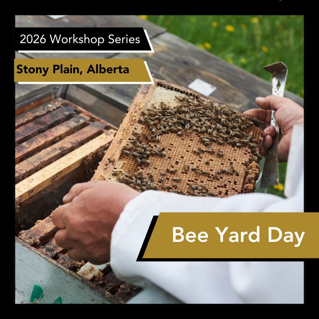 Person inspecting a honeycomb with bees with text describing a bee yard day event in Stony Plain, Alberta.