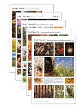 Stack of educational beekeeping posters featuring photos of honeybees, hives, flowers, and labeled sections such as “The Queen,” “The Colony,” and “Pollination,” displayed on white pages.